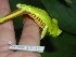  ( - AJC 1595)  @12 [ ] CreativeCommons - Attribution Non-Commercial Share-Alike (2010) Copyright Andrew J. Crawford Smithsonian Tropical Research Institute