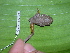  ( - AJC 1597)  @13 [ ] CreativeCommons - Attribution Non-Commercial Share-Alike (2010) Copyright Andrew J. Crawford Smithsonian Tropical Research Institute