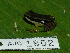  (Colostethus pratti - AJC 1802)  @14 [ ] CreativeCommons - Attribution Non-Commercial Share-Alike (2010) Copyright Andrew J. Crawford Smithsonian Tropical Research Institute