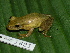  (Scinax elaeochroa - AJC 1821)  @15 [ ] CreativeCommons - Attribution Non-Commercial Share-Alike (2010) Copyright Andrew J. Crawford Smithsonian Tropical Research Institute