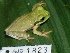  ( - AJC 1823)  @14 [ ] CreativeCommons - Attribution Non-Commercial Share-Alike (2010) Copyright Andrew J. Crawford Smithsonian Tropical Research Institute