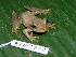  (Scinax sp - AJC 1828)  @13 [ ] CreativeCommons - Attribution Non-Commercial Share-Alike (2010) Copyright Andrew J. Crawford Smithsonian Tropical Research Institute