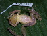  (Scinax sp - AJC 1828)  @13 [ ] CreativeCommons - Attribution Non-Commercial Share-Alike (2010) Copyright Andrew J. Crawford Smithsonian Tropical Research Institute