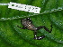  (Pristimantis taeniatus - AJC 1835)  @15 [ ] CreativeCommons - Attribution Non-Commercial Share-Alike (2010) Copyright Andrew J. Crawford Smithsonian Tropical Research Institute