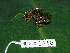  ( - AJC 1840)  @11 [ ] CreativeCommons - Attribution Non-Commercial Share-Alike (2010) Copyright Andrew J. Crawford Smithsonian Tropical Research Institute