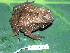  (Rhinella alata - AJC 1844)  @14 [ ] CreativeCommons - Attribution Non-Commercial Share-Alike (2010) Copyright Andrew J. Crawford Smithsonian Tropical Research Institute