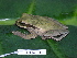  ( - CH 6314)  @13 [ ] CreativeCommons - Attribution Non-Commercial Share-Alike (2010) Copyright César Jaramillo Smithsonian Tropical Research Institute