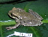  ( - CH 6315)  @14 [ ] CreativeCommons - Attribution Non-Commercial Share-Alike (2010) Copyright César Jaramillo Smithsonian Tropical Research Institute