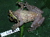  ( - CH 6315)  @13 [ ] CreativeCommons - Attribution Non-Commercial Share-Alike (2010) Copyright César Jaramillo Smithsonian Tropical Research Institute