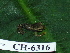  ( - CH 6316)  @14 [ ] CreativeCommons - Attribution Non-Commercial Share-Alike (2010) Copyright César Jaramillo Smithsonian Tropical Research Institute