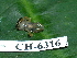  ( - CH 6316)  @13 [ ] CreativeCommons - Attribution Non-Commercial Share-Alike (2010) Copyright César Jaramillo Smithsonian Tropical Research Institute