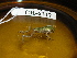  ( - CH 6317)  @13 [ ] CreativeCommons - Attribution Non-Commercial Share-Alike (2010) Copyright César Jaramillo Smithsonian Tropical Research Institute