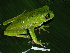  (Phyllomedusa - CH 6322)  @14 [ ] CreativeCommons - Attribution Non-Commercial Share-Alike (2010) Copyright César Jaramillo Smithsonian Tropical Research Institute