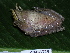  ( - CH 6329)  @13 [ ] CreativeCommons - Attribution Non-Commercial Share-Alike (2010) Copyright César Jaramillo Smithsonian Tropical Research Institute