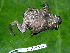  ( - CH 6334)  @13 [ ] CreativeCommons - Attribution Non-Commercial Share-Alike (2010) Copyright César Jaramillo Smithsonian Tropical Research Institute