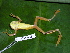  ( - CH 6335)  @15 [ ] CreativeCommons - Attribution Non-Commercial Share-Alike (2010) Copyright César Jaramillo Smithsonian Tropical Research Institute