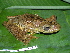  (Hypsiboas - CH 6337)  @16 [ ] CreativeCommons - Attribution Non-Commercial Share-Alike (2010) Copyright César Jaramillo Smithsonian Tropical Research Institute