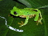  (Agalychnis callidryas - CH 6341)  @14 [ ] CreativeCommons - Attribution Non-Commercial Share-Alike (2010) Copyright César Jaramillo Smithsonian Tropical Research Institute