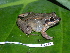  ( - CH 6343)  @15 [ ] CreativeCommons - Attribution Non-Commercial Share-Alike (2010) Copyright César Jaramillo Smithsonian Tropical Research Institute