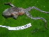  (Rhaebo - CH 6350)  @14 [ ] CreativeCommons - Attribution Non-Commercial Share-Alike (2010) Copyright César Jaramillo Smithsonian Tropical Research Institute