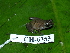  ( - CH 6353)  @11 [ ] CreativeCommons - Attribution Non-Commercial Share-Alike (2010) Copyright César Jaramillo Smithsonian Tropical Research Institute