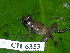  ( - CH 6353)  @11 [ ] CreativeCommons - Attribution Non-Commercial Share-Alike (2010) Copyright César Jaramillo Smithsonian Tropical Research Institute