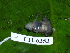  ( - CH 6353)  @11 [ ] CreativeCommons - Attribution Non-Commercial Share-Alike (2010) Copyright César Jaramillo Smithsonian Tropical Research Institute
