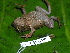  ( - CH 6357)  @13 [ ] CreativeCommons - Attribution Non-Commercial Share-Alike (2010) Copyright César Jaramillo Smithsonian Tropical Research Institute