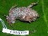  ( - CH 6359)  @13 [ ] CreativeCommons - Attribution Non-Commercial Share-Alike (2010) Copyright César Jaramillo Smithsonian Tropical Research Institute