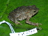  (Rhinella alata - CH 6359)  @14 [ ] CreativeCommons - Attribution Non-Commercial Share-Alike (2010) Copyright César Jaramillo Smithsonian Tropical Research Institute