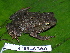  ( - CH 6366)  @13 [ ] CreativeCommons - Attribution Non-Commercial Share-Alike (2010) Copyright César Jaramillo Smithsonian Tropical Research Institute