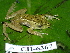  (Pristimantis caryophyllaceus - CH 6367)  @14 [ ] CreativeCommons - Attribution Non-Commercial Share-Alike (2010) Copyright César Jaramillo Smithsonian Tropical Research Institute