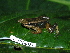  (Colostethus latinasus - CH 6381)  @14 [ ] CreativeCommons - Attribution Non-Commercial Share-Alike (2010) Copyright César Jaramillo Smithsonian Tropical Research Institute