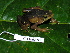  ( - CH 6382)  @13 [ ] CreativeCommons - Attribution Non-Commercial Share-Alike (2010) Copyright César Jaramillo Smithsonian Tropical Research Institute