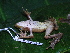  ( - CH 6382)  @13 [ ] CreativeCommons - Attribution Non-Commercial Share-Alike (2010) Copyright César Jaramillo Smithsonian Tropical Research Institute