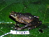  (Atelopus - CH 6384)  @14 [ ] CreativeCommons - Attribution Non-Commercial Share-Alike (2010) Copyright César Jaramillo Smithsonian Tropical Research Institute