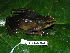  ( - CH 6384)  @13 [ ] CreativeCommons - Attribution Non-Commercial Share-Alike (2010) Copyright César Jaramillo Smithsonian Tropical Research Institute