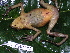  ( - CH 6384)  @12 [ ] CreativeCommons - Attribution Non-Commercial Share-Alike (2010) Copyright César Jaramillo Smithsonian Tropical Research Institute