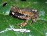  (Rhaebo haematiticus - CH 6386)  @14 [ ] CreativeCommons - Attribution Non-Commercial Share-Alike (2010) Copyright César Jaramillo Smithsonian Tropical Research Institute