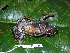  (Rhaebo haematiticus - CH 6386)  @14 [ ] CreativeCommons - Attribution Non-Commercial Share-Alike (2010) Copyright César Jaramillo Smithsonian Tropical Research Institute