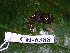  ( - CH 6388)  @11 [ ] CreativeCommons - Attribution Non-Commercial Share-Alike (2010) Copyright César Jaramillo Smithsonian Tropical Research Institute