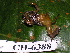  ( - CH 6388)  @11 [ ] CreativeCommons - Attribution Non-Commercial Share-Alike (2010) Copyright César Jaramillo Smithsonian Tropical Research Institute