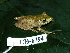  ( - CH 6394)  @14 [ ] CreativeCommons - Attribution Non-Commercial Share-Alike (2010) Copyright César Jaramillo Smithsonian Tropical Research Institute