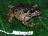  ( - CH 6399)  @11 [ ] CreativeCommons - Attribution Non-Commercial Share-Alike (2010) Copyright César Jaramillo Smithsonian Tropical Research Institute