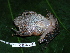 ( - CH 6399)  @11 [ ] CreativeCommons - Attribution Non-Commercial Share-Alike (2010) Copyright César Jaramillo Smithsonian Tropical Research Institute