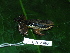  (Colostethus latinasus - CH 6405)  @14 [ ] CreativeCommons - Attribution Non-Commercial Share-Alike (2010) Copyright César Jaramillo Smithsonian Tropical Research Institute