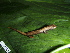  ( - CH 6422)  @11 [ ] CreativeCommons - Attribution Non-Commercial Share-Alike (2010) Copyright César Jaramillo Smithsonian Tropical Research Institute