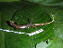  ( - CH 6422)  @11 [ ] CreativeCommons - Attribution Non-Commercial Share-Alike (2010) Copyright César Jaramillo Smithsonian Tropical Research Institute