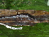  ( - CH 6450)  @13 [ ] CreativeCommons - Attribution Non-Commercial Share-Alike (2010) Copyright César Jaramillo Smithsonian Tropical Research Institute