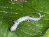  ( - CH 6450)  @13 [ ] CreativeCommons - Attribution Non-Commercial Share-Alike (2010) Copyright César Jaramillo Smithsonian Tropical Research Institute